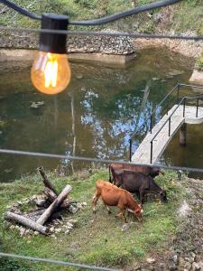 Finca 5 Continentes - Cerca MatroCable ARVI