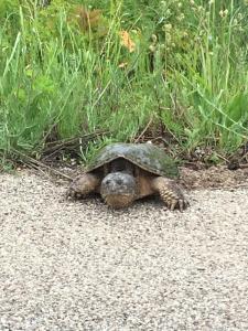 All Star Inn cottage on water with stunning sunsets