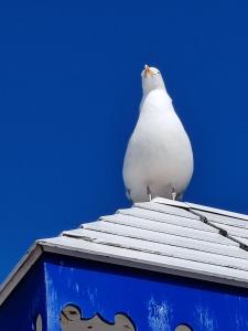 Maisons de vacances les petits poissons dans l eau : photos des chambres