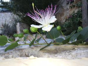 Ca di Bianca