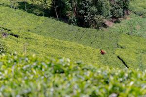 Gatundu Slow Life Farm Stay and Hiking in Tea Farms