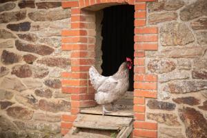 B&B / Chambres d'hotes CHATEAU du PERRAY : photos des chambres