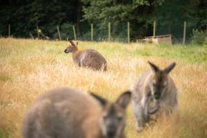 B&B / Chambres d'hotes CHATEAU du PERRAY : photos des chambres