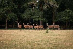 B&B / Chambres d'hotes CHATEAU du PERRAY : photos des chambres
