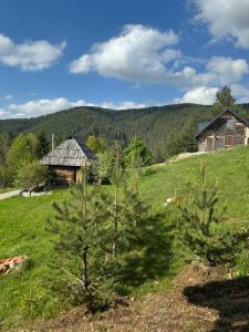 Brvnara Jevtic, Tara