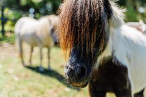 Cosy Family Farm Stay - Daily Animal Feeding
