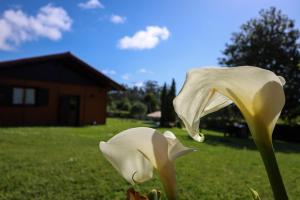 YourHouse Lar de Lagos