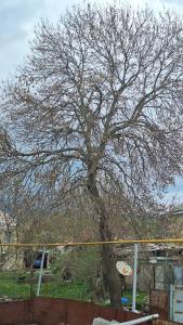 Agro House Mezge - აგროსახლი მეზგე