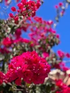 Apartments in romantic, private Beachvilla