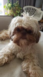 SUÍTE em apt Aconchegante