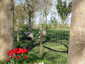 Camping Hofstede Zonnevliet - Zeeuwse Knoop