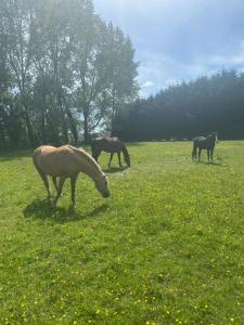 New Forest Country Home with Hot Tub and Open Fire