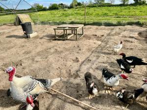 Grande villa avec Vue mer, Spa et Ferme aux animaux