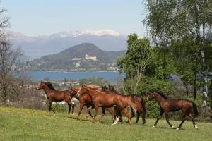 La Cucchetta - Dormelletto