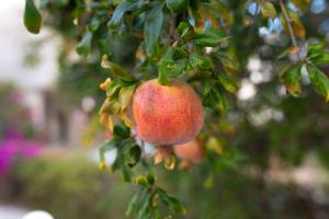 Villa Fantasy - Luxury 4BR Seaview Retreat with Private Pool