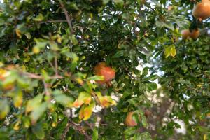 Villa Fantasy - Luxury 4BR Seaview Retreat with Private Pool