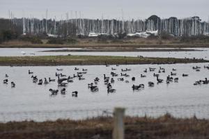 FOXS DEN Dog friendly, self-contained guest suite