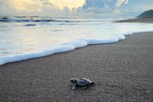 Casa Blanca Cambutal
