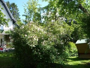 "Villa am Waldweg" Comfortable holiday residence