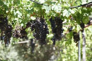 Elia Guesthouse - Kissamos