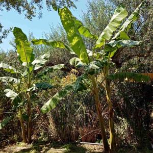 Elia Guesthouse - Kissamos