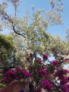 Elia Guesthouse - Kissamos