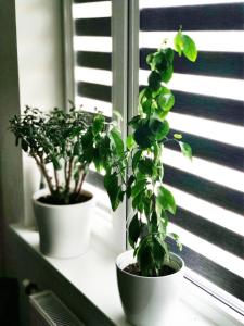 Central studio apartment