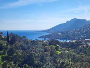 Appartements Magnifique 2p vue mer et piscine : photos des chambres