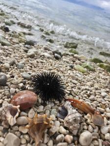 Apartments Nina Brist