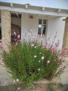 Trullo Contrada Specchi