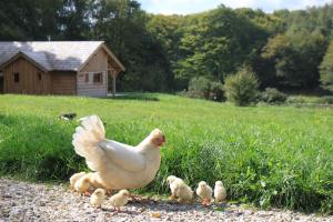 Lodges Country Lodge : photos des chambres