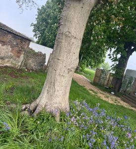 Countryside Pod Retreat