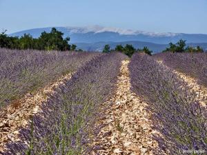 Maisons de vacances Villa in Provence with Private Pool : photos des chambres