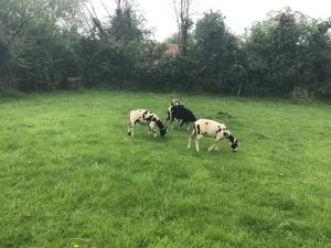 The Stable Poplar Farm