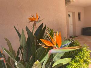 B&B / Chambres d'hotes Grand Studio Mejean - Domaine Ciel et Mer : photos des chambres