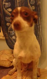 locanda genovese 20 img20