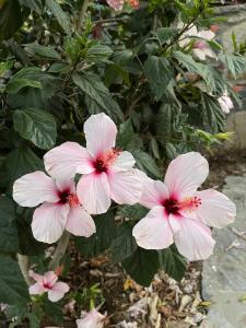 Bodrum sea view flower villa