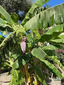 Bodrum sea view flower villa