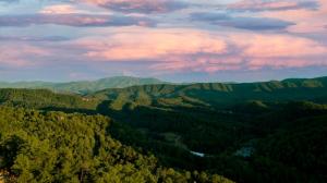 Bear Hugs, free tickets, no catch!