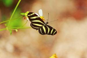 Seacastles at My House Your House