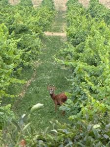 Cottage overlooking lake Balaton - Tora nezo haziko