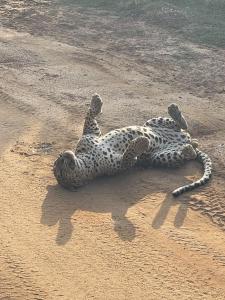 Tranquil Sanctuary Yala