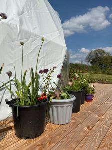 Dyers Meadows Camping