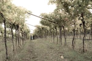 Bio Agriturismo Falezze