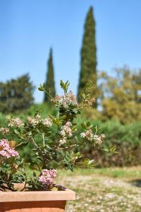 Appartamento Gello presso Collebrunacchi
