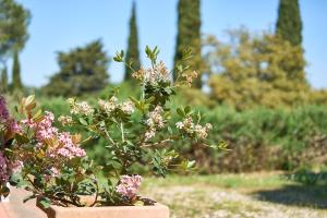 Appartamento Gello presso Collebrunacchi