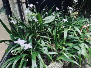 Villas Tropical House : photos des chambres