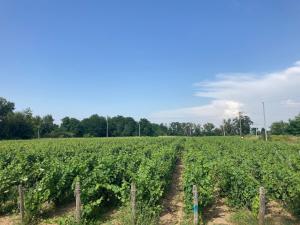 Maisons de vacances Domaine isole dans les vignes avec sa jacuzzi house : photos des chambres
