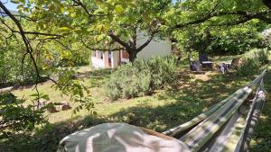 Wild Grape - Vadszőlő