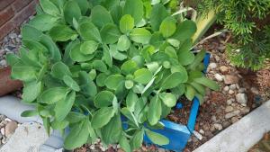 Apartmani Bogatić 3